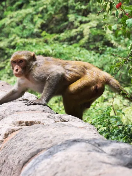 A monkey in motion, climbing along a stone wall with lush green foliage in the background.