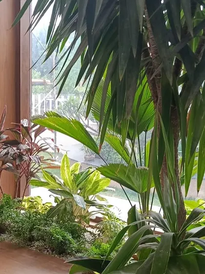 A beautifully layered indoor garden viewed through a large window. The arrangement includes Yucca, fan palms, and various shrubs, creating a dense and tropical scene.