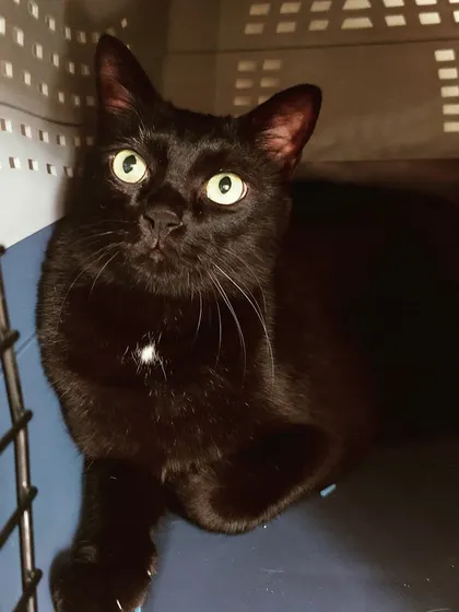 Truffles, a sleek black cat with a tiny patch of white, looking up with wide, curious eyes from inside his carrier.