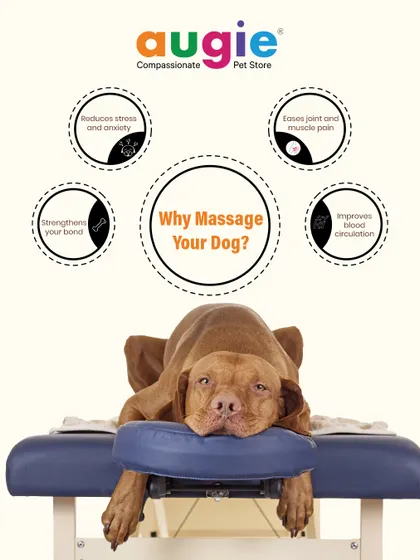 Why should you massage your dog? It reduces stress and anxiety, eases joint and muscle pain, improves blood circulation, and strengthens the bond you share with your furry friend.