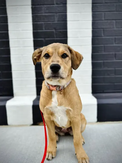 Pouncie, a cute mixed breed, just graduated from our Basic Bootcamp. We worked on her uncertainty around new people through socialization and exposure.