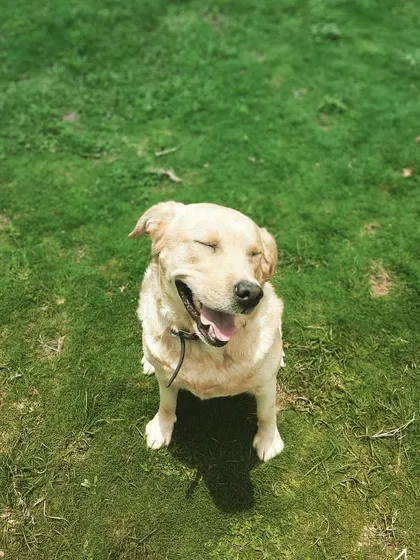 You know you're doing something right when a dog gives you a smile like this. A happy, relaxed dog is our ultimate goal.
