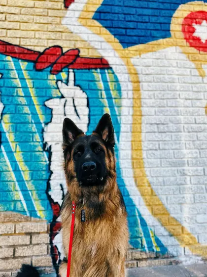 A duplicate image of Hank, looking confident and focused after his training.