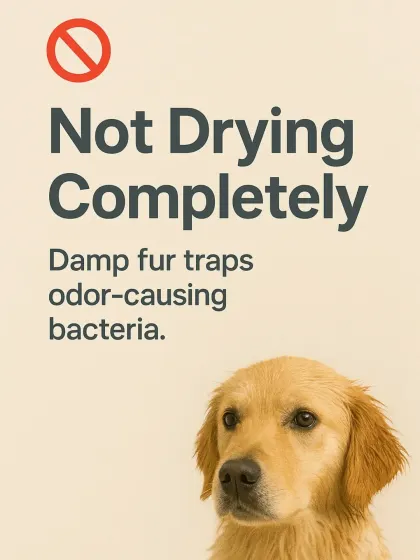 One of the most common reasons for a lingering smell is not drying the coat completely. Damp fur becomes a breeding ground for odor-causing bacteria.