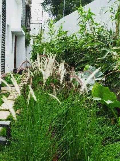 A close-up of a garden path after the monsoon. The lush ornamental grasses and elephant ears show how a well-chosen plant palette can create a rich, textured softscape.