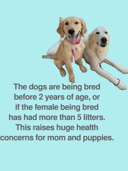 Be wary if a breeder is breeding dogs before they are 2 years old, or if a female has had more than 5 litters. This raises huge health and welfare concerns.