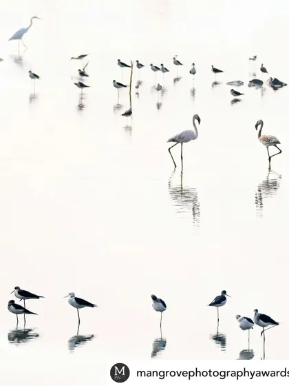 This high-key, minimalist photograph of the T.S. Chanakya lake was featured in the Mangrove Photography Awards. It portrays the serene, almost glassy surface of the water, a fragile peace that is threatened by plans to convert this vital wetland into commercial properties.