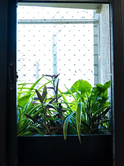 A view from a window, looking out onto a planter box filled with a mix of lush, green foliage. This is a great way to improve your view and bring nature closer.