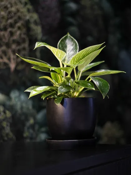 Placed in a simple black pot, the Philodendron Birkin's white pinstripes stand out against its dark, glossy leaves. It's a perfect plant for a modern desk or shelf, bringing balance and style.