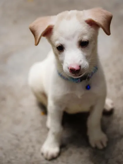 A sweet photo of Laila before her adoption. We need families who understand the challenges and joys of raising a puppy.