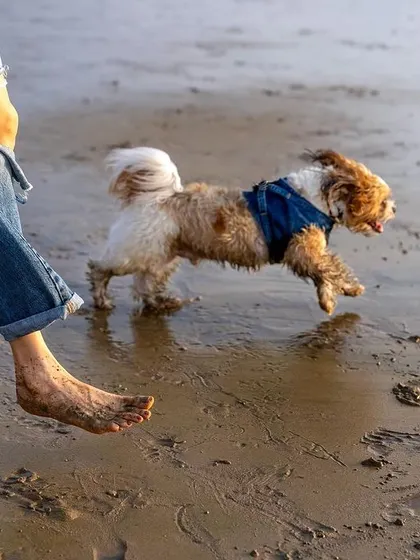 The joy of running free. This action shot captures a small dog mid-stride on the beach, a perfect example of the candid, energetic moments we can capture outdoors.