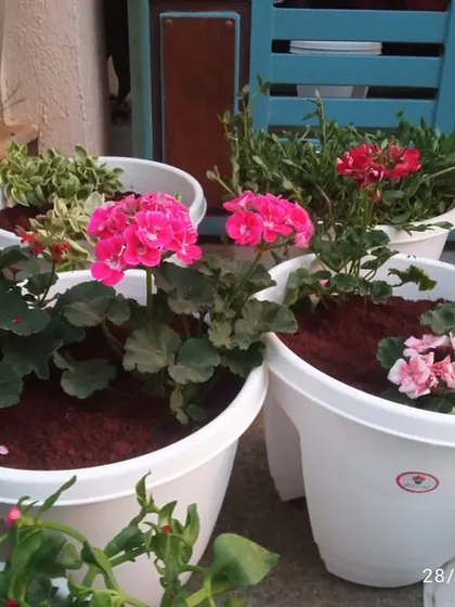 Our railing and decora pots are perfect for adding flowers and greenery right at your doorstep or along a balcony edge. These vibrant geraniums instantly brighten up the entrance.