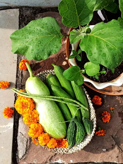 A beautiful arrangement of my harvest, decorated with marigold flowers. This basket has bottle gourd, sponge gourd, beans, and bitter gourd.