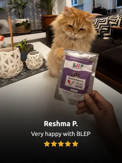 This gorgeous Persian cat is very happy with her Mackerel Makarena. We work hard to make sure our feline friends love their food just as much as the dogs do.