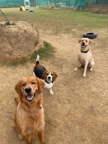 Happy weekend vibes from this trio. A smiling Golden Retriever, a curious Beagle, and a relaxed Labrador enjoying a sunny day together.