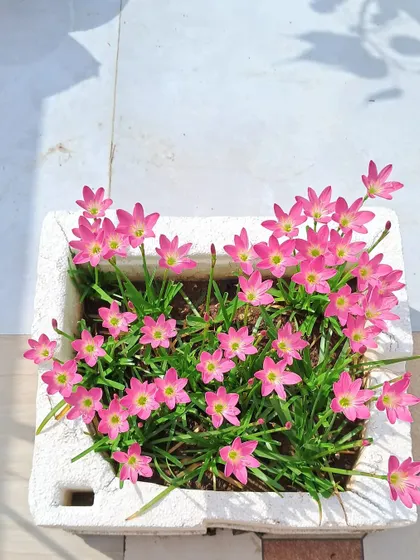 A pot of pink Rain Lilies in a styrofoam container.