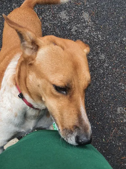 A recent reunion with Puppy, four years after we first met. Seeing him healthy and happy reminds me why I do what I do. Every dog deserves a chance at a safe and happy life.