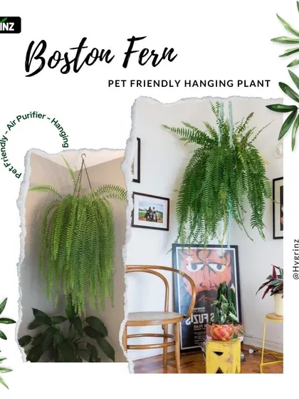 The Boston Fern is a classic pet-friendly hanging plant. Its lush, feathery fronds create a beautiful cascading effect and it helps purify the air.
