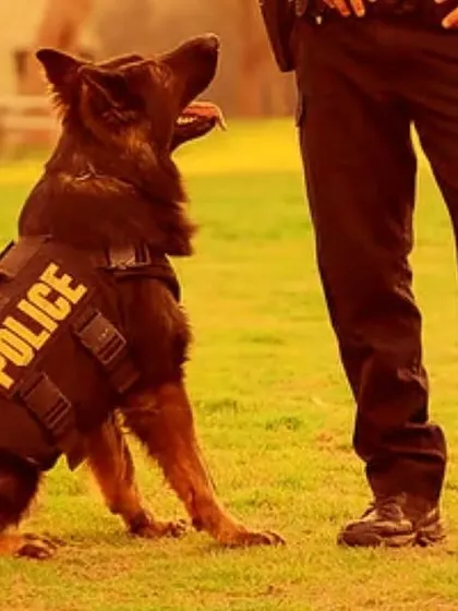 A police K9 German Shepherd ready for duty. My experience includes consulting for police dog squads, like the Pimpri-Chinchwad unit, to help them select and train new recruits.