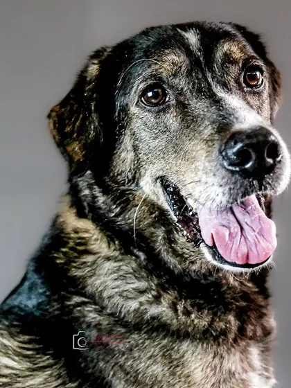 A classic "tongue out Thursday" portrait. The simple grey studio background makes this dog's happy expression the main focus.