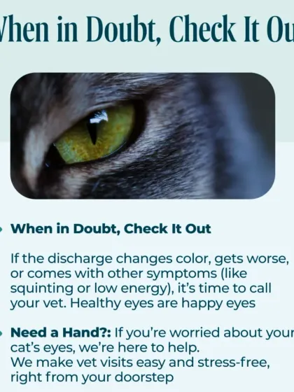 The main takeaway is: when in doubt, check it out. Any change in your cat's eye discharge, especially when paired with other symptoms like low energy, warrants a professional vet visit.