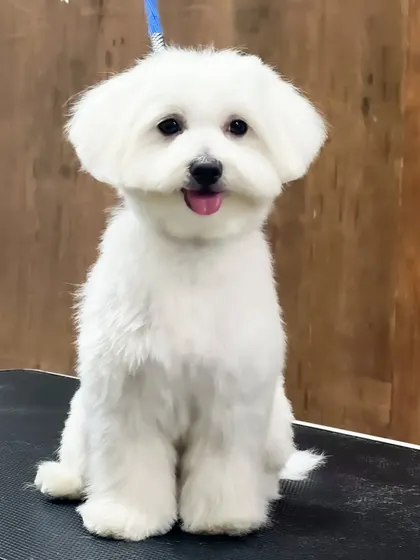 This Maltese is sporting a cute and practical pet trim. The haircut keeps the body fur short while leaving a stylish shape to the head and ears.