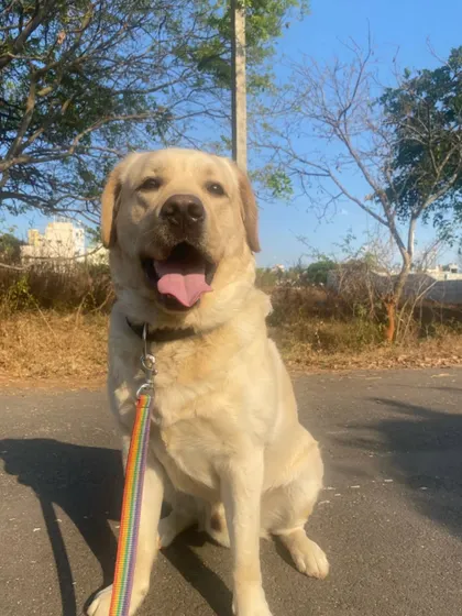 This happy Labrador is all smiles during his walk. The rainbow leash adds a pop of color to our day!