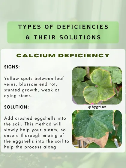 Stunted growth and yellow spots could indicate a calcium deficiency. A simple, organic solution is to add crushed eggshells to your soil to slowly release calcium.