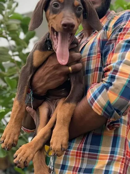 This Doberman puppy is full of life and loves to be held. I am grateful for the trust clients place in me with their baby dogs.