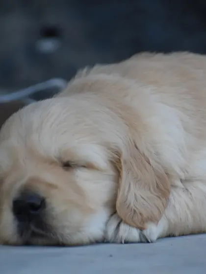 Another shot of a sleeping Golden Retriever puppy, completely relaxed in its environment.