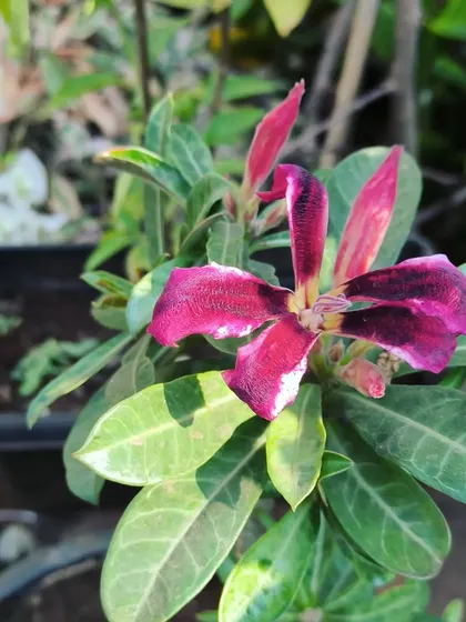 A close-up of the striking flower on one of our Adenium starter plants. The deep color and crisp white edge are just lovely.