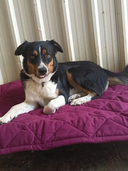 This sweet mixed-breed dog gives a little wink while relaxing on a mat. We provide a stress-free environment where every guest feels at ease.