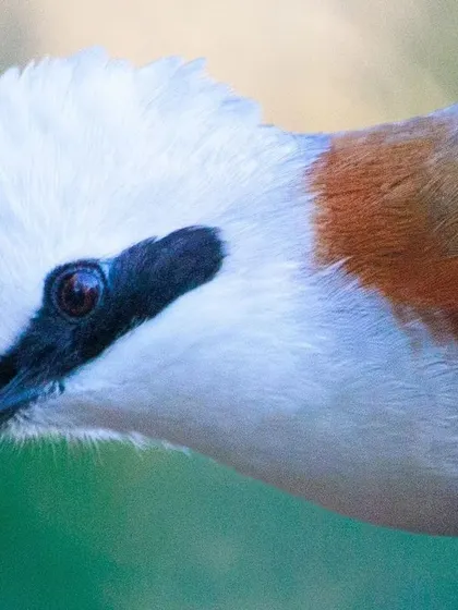 A close-up portrait of the White-crested Laughingthrush, showing the fine details of its crest and the intensity of its eye.