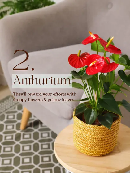 Plant #2 that struggles in Delhi's climate is the Anthurium. Those stunning red flowers require high humidity that is difficult to maintain here. However, inside a closed terrarium, they can find the consistent moisture they need to flourish.