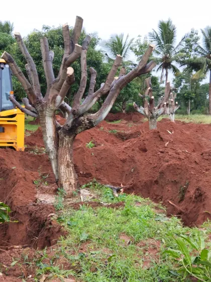 Two mature trees stand pruned and ready for the next stage of excavation. We can manage multiple tree relocations as part of a single project, ideal for site clearing or campus expansions.