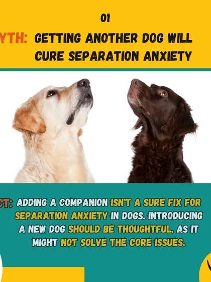 Myth: Getting another dog will cure separation anxiety. Fact: A companion isn't a guaranteed fix. The underlying issues must be addressed through proper training.