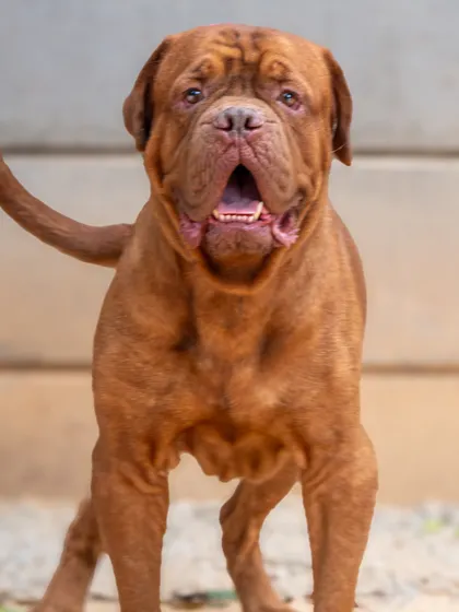 Rex, full of life and ready for his new chapter. It's so rewarding to see these dogs get the second chance they deserve.