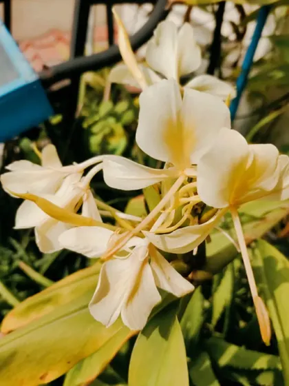 Another view of the delicate Ginger Lily.