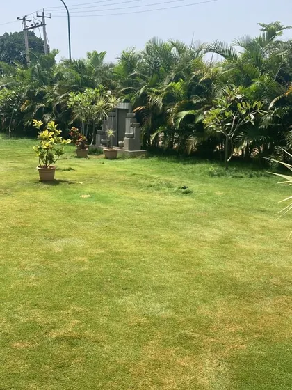 A large, open lawn area bordered by a thick hedge of areca palms, creating a private, green oasis.