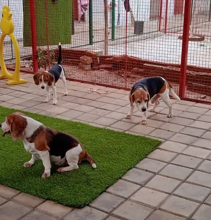 A lazy evening with the beagle gang..... After a long day of running and playing, sometimes you just need to chill out. These three are enjoying a quiet moment.