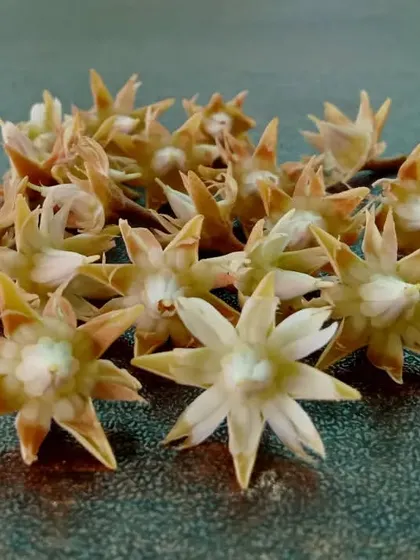 These are the dried, star-shaped flowers of the Mimusops elengi tree, also known as Bakul. They are famous for their long-lasting, subtle fragrance and are often used in garlands.
