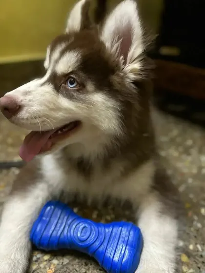 Here is another shot of Ghost the Husky enjoying his favorite blue chew toy. Providing a safe and fun indoor play environment is a key part of my cage-free pet care service.