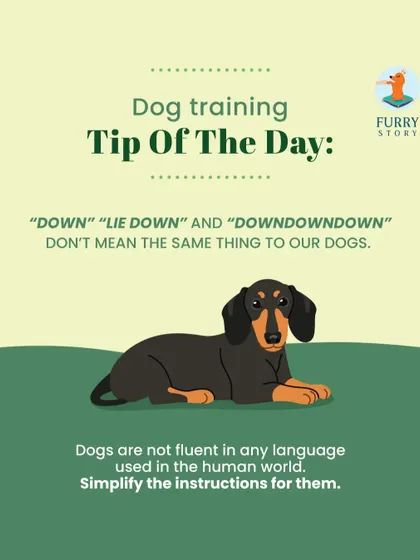 Dogs don't understand human language nuances. To them, "Down," "Lie Down," and "Downdowndown" are all different sounds. I advise clients to use simple, consistent cues and focus more on body language and tone of voice.
