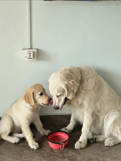 These sweet moments show the bond that can form between dogs in a multi-dog home. My dog Vanilla is often the secret-keeper and a calming presence for the puppies that come to stay with us.