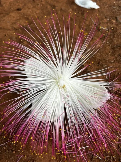 Nature's beauty is in the details. This stunning flower, found within the park, is a reminder of the vibrant ecosystem we cherish and protect at PDP.