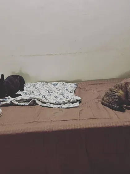 A full bed with two Frenchies and Pihu the cat. My own cat is the queen of the castle and is an expert at laying down the law with her canine friends.