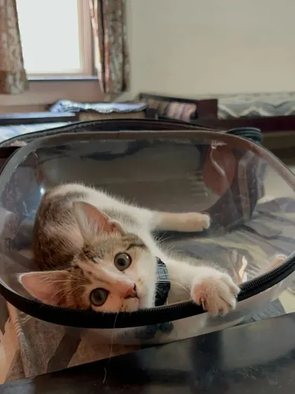 Tony the kitten, perfectly content in his travel carrier. I help cats build positive associations with their carriers, making future vet visits or travel much less stressful for everyone.