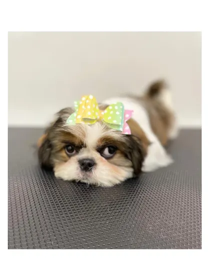 A sweet Shih Tzu puppy resting after her first grooming. She's looking absolutely adorable with her colorful bow.