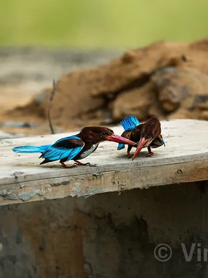 The White-throated Kingfisher is a beautiful and opportunistic bird. During their breeding season, the male will spread his wings to lure the female in a lovely courtship display. Here, two of them are interacting on a wooden plank.