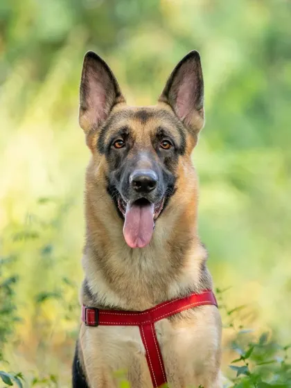 A classic portrait of Snickers the German Shepherd surrounded by greenery, looking directly at the camera with a calm and happy expression.